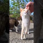島の広場の端で開かれる猫たちの朝会に参加したら可愛い歓迎を受けました(YouTube)