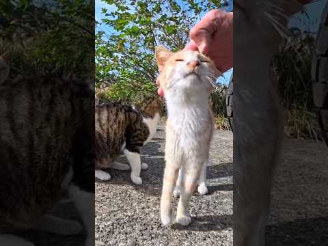 島の広場の端で開かれる猫たちの朝会に参加したら可愛い歓迎を受けました(YouTube)