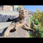 キジトラ猫がコテンと寝転んで人間にお腹を見せてきた(YouTube)