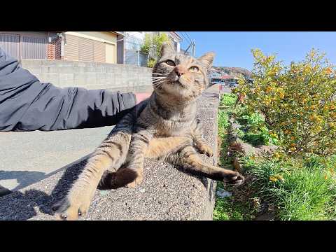 キジトラ猫がコテンと寝転んで人間にお腹を見せてきた(YouTube)