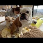 初めての我が家で不安な介護子犬…それを察した、まるこお姉ちゃんの寄り添う姿が優しすぎました♪(YouTube)