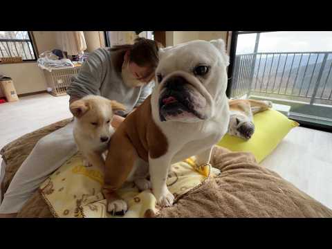 初めての我が家で不安な介護子犬…それを察した、まるこお姉ちゃんの寄り添う姿が優しすぎました♪(YouTube)