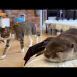「とってこーい」する猫と「おっ寝よー」するカワウソ A kitten playing right in front of a sleeping otter(YouTube)