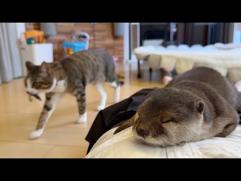 「とってこーい」する猫と「おっ寝よー」するカワウソ A kitten playing right in front of a sleeping otter(YouTube)
