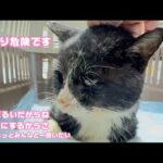 かなり危険な容体です  オレだるいだからね  いいこにするからさ  もうちょっとみんなといたいんだよ   2026 02 11 1(YouTube)