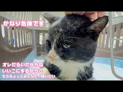 かなり危険な容体です  オレだるいだからね  いいこにするからさ  もうちょっとみんなといたいんだよ   2026 02 11 1(YouTube)