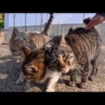 島の中腹の猫の集会所に行くと猫集まってくれた(YouTube)