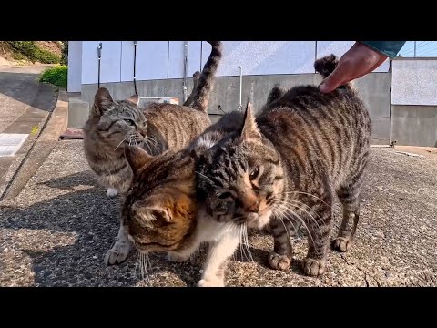 島の中腹の猫の集会所に行くと猫集まってくれた(YouTube)