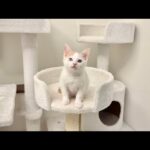保護した子猫の譲渡について。(YouTube)