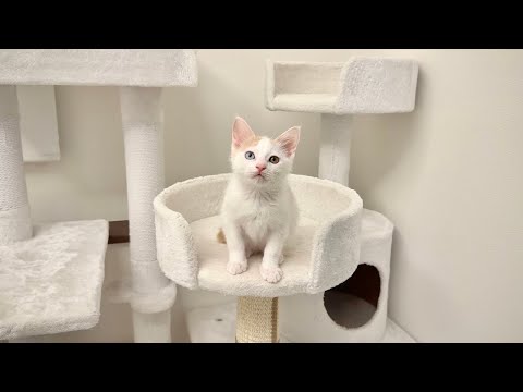 保護した子猫の譲渡について。(YouTube)