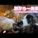 朝から一発芸！ 癒されて笑えますので是非見てコメント下さいね   2026 02 19 1(YouTube)