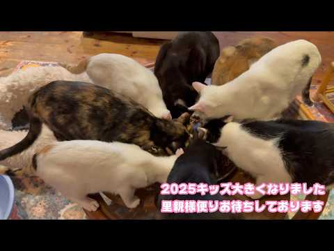子猫は子猫じゃなくなってしまいました  里親様便りお待ちしております  2026 02 05 1(YouTube)