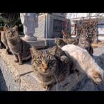 島の港の石碑に猫たちが大集合…静かな港町で起きた癒しの奇跡(YouTube)