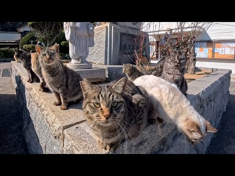 島の港の石碑に猫たちが大集合…静かな港町で起きた癒しの奇跡(YouTube)