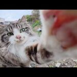 ホワイトタイガーのようなボス猫について行くと、可愛い猫達と出会えた(YouTube)