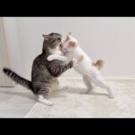 初めて新入り子猫がボスに喧嘩を売ったらまさかの展開になりました…(YouTube)