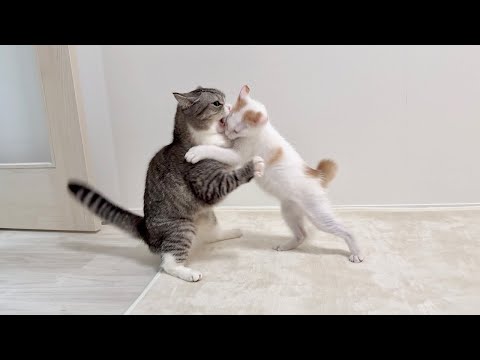 初めて新入り子猫がボスに喧嘩を売ったらまさかの展開になりました…(YouTube)