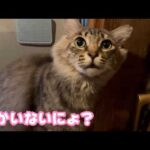 誰かいないにょ？ スイカお骨になりました  2026 02 13 1(YouTube)