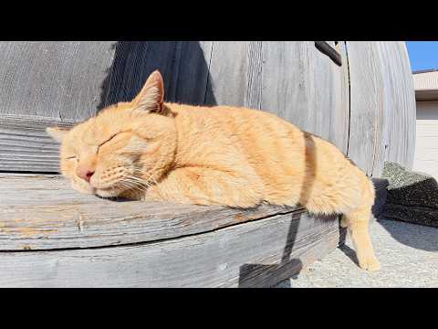 神社でお昼寝する猫達を見ていたら、遊びたそうなキジトラ猫が現れた(YouTube)