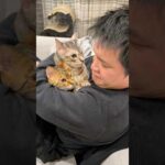 猫同士がケンカしてたので飼い主も参加してみたら。。。 #ベンガル #ルトロゼ #猫(YouTube)