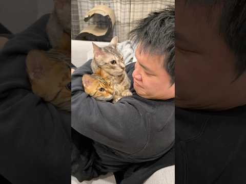 猫同士がケンカしてたので飼い主も参加してみたら。。。 #ベンガル #ルトロゼ #猫(YouTube)