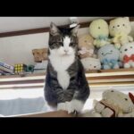 「その件については黙秘します」を貫く困ったちゃんな猫(YouTube)