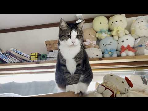 「その件については黙秘します」を貫く困ったちゃんな猫(YouTube)