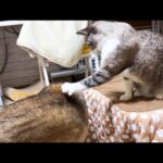 自由でイタズラ好きで甘えん坊な姫猫は柴犬や猫たちみんなから愛され育っています(YouTube)