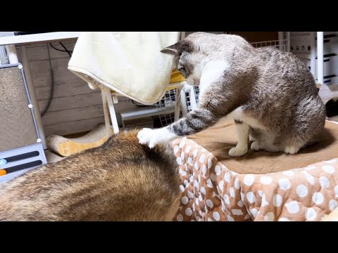 自由でイタズラ好きで甘えん坊な姫猫は柴犬や猫たちみんなから愛され育っています(YouTube)