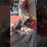 タバコ屋の看板猫ちゃんをモフる #猫 #ねこ #cat(YouTube)