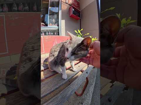 タバコ屋の看板猫ちゃんをモフる #猫 #ねこ #cat(YouTube)