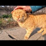 漁港の道を歩いていたら向こうから猫が歩いてきたので止まってナデナデしてきた(YouTube)