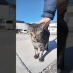 漁港の街の猫さん駆け寄って来た!(YouTube)