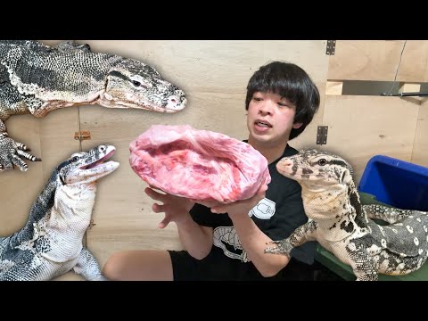 【過去最重量の肉塊】が手に入ったのでオオトカゲ達に腹いっぱい食べさせてみた(YouTube)