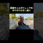 黒猫ちゃんがリュックをガリガリと引っ掻く #猫 #ねこ #cat(YouTube)