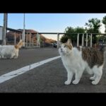 島を離れるその時、フェリー乗り場で待っていた人懐っこい猫二人組に心を奪われた(YouTube)