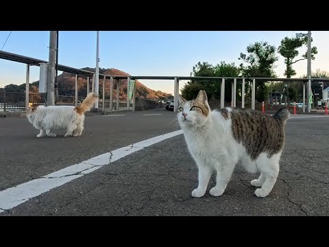 島を離れるその時、フェリー乗り場で待っていた人懐っこい猫二人組に心を奪われた(YouTube)