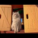 【今週の感動猫動画 2026/2/3w】今週撮った未公開猫動画まとめて公開-unreleased video of this week(YouTube)