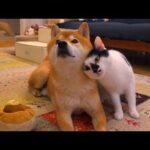 もう限界‥犬吸いしたい猫が一生見てられる。(YouTube)