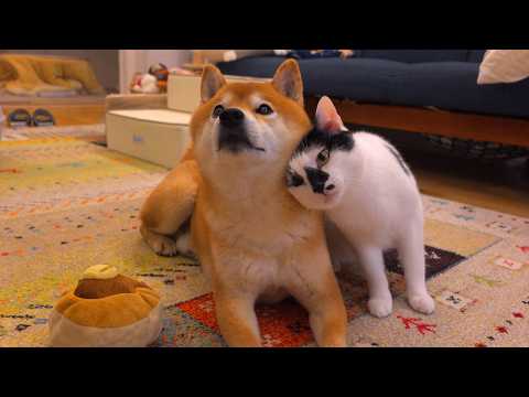 もう限界‥犬吸いしたい猫が一生見てられる。(YouTube)