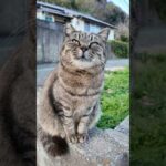 道路脇にいた猫さん(YouTube)