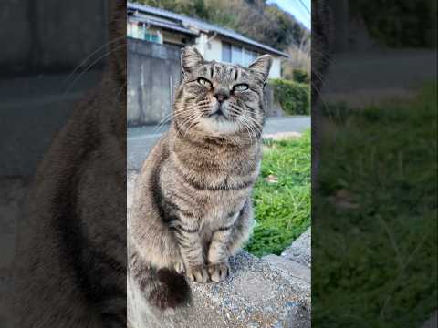 道路脇にいた猫さん(YouTube)