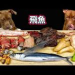 神咀嚼音!!豪快に爆食いするピットブルのASMRがヤバすぎる(YouTube)