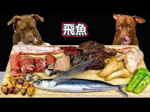 神咀嚼音!!豪快に爆食いするピットブルのASMRがヤバすぎる(YouTube)