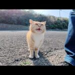 可愛い声で鳴く茶トラ猫が「帰らないで！」と後を追いかけてきた(YouTube)