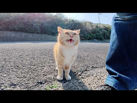 可愛い声で鳴く茶トラ猫が「帰らないで！」と後を追いかけてきた(YouTube)