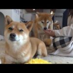 え！？病院へ行ったママのまさかの診断結果が…(YouTube)