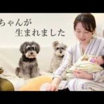 ２年ぶりの投稿｜家族が増えました【シュナウザージジトト】(YouTube)