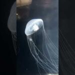 カザリオワンクラゲの給餌：葛西臨海水族園　#shorts #葛西臨海水族園 #カザリオワンクラゲ #オワンクラゲ #クラゲ #給餌 #水族園 #水族館 #jellyfish #aquarium(YouTube)