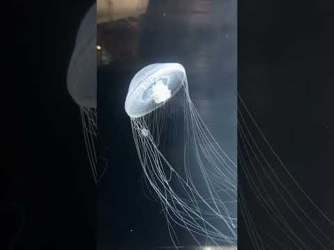 カザリオワンクラゲの給餌：葛西臨海水族園　#shorts #葛西臨海水族園 #カザリオワンクラゲ #オワンクラゲ #クラゲ #給餌 #水族園 #水族館 #jellyfish #aquarium(YouTube)